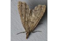 Diplopseustis perieresalis