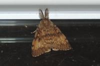 Lymantria dispar