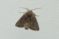 Mesoligia furuncula