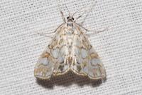 Elophila nymphaeata