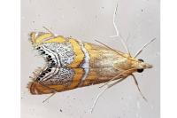 Euchromius bella