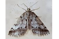 Eumannia oranaria
