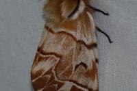 Endromis versicolora