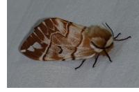 Endromis versicolora