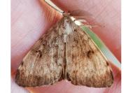 Lymantria dispar