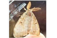 Lymantria dispar