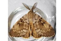 Lymantria dispar