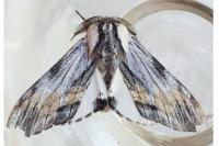 Harpyia milhauseri