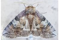 Tethea ocularis