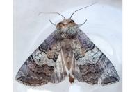 Tethea ocularis