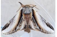Pheosia tremula