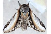 Pheosia tremula