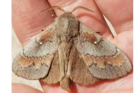 Dendrolimus pini pini