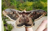 Saturnia pyri