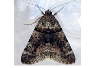 Catocala nymphagoga