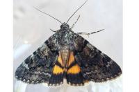 Catocala nymphagoga