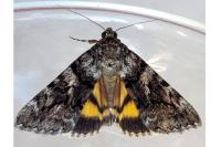 Catocala nymphagoga