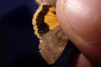 Noctua janthe