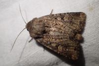 Luperina testacea