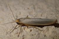 Eilema caniola
