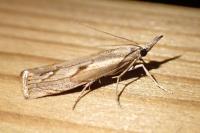 Agriphila geniculea
