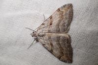 Aplocera efformata/plagiata