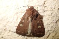 Xestia xanthographa