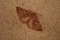 Colotois pennaria