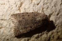 Caradrina clavipalpis