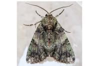 Polyphaenis sericata