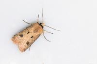 Agrotis exclamationis exclamationis