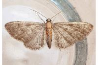 Eupithecia haworthiata