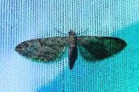 Eupithecia oxycedrata