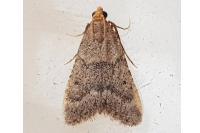 Bostra obsoletalis