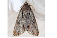 Acronicta psi/tridens