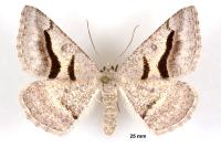 Digrammia rippertaria