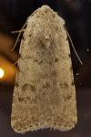 Caradrina clavipalpis
