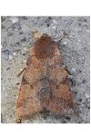 Anchoscelis helvola