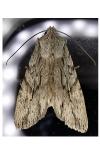 Lithophane leautieri