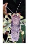 Agrotis segetum