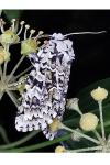Griposia aprilina