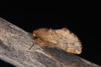 Ptilophora plumigera