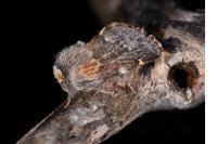 Poecilocampa populi coluchei