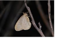 Operophtera brumata