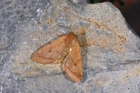 Leptologia macilenta