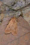 Leptologia macilenta