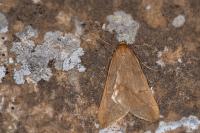 Alsophila aceraria