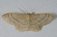 Idaea aversata