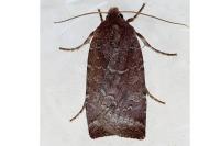 Conistra ligula