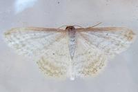 Idaea subsericeata